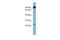 Proline Rich And Gla Domain 1 antibody, GTX46741, GeneTex, Western Blot image 