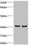 DnaJ Heat Shock Protein Family (Hsp40) Member B1 antibody, orb240254, Biorbyt, Western Blot image 