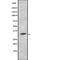 Protein MEMO1 antibody, PA5-67950, Invitrogen Antibodies, Western Blot image 