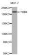 Integrin Subunit Beta 4 antibody, abx000880, Abbexa, Western Blot image 