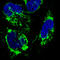 Citrate Synthase antibody, AMAb91007, Atlas Antibodies, Immunofluorescence image 