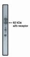 Adrenoceptor Alpha 2B antibody, MA1-12721, Invitrogen Antibodies, Western Blot image 