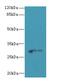 C1q And TNF Related 6 antibody, LS-C398477, Lifespan Biosciences, Western Blot image 