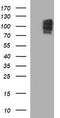 Neurofilament Medium antibody, LS-C788299, Lifespan Biosciences, Western Blot image 