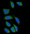 Ephrin A5 antibody, orb256506, Biorbyt, Immunocytochemistry image 