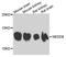 NEDD8 Ubiquitin Like Modifier antibody, A1163, ABclonal Technology, Western Blot image 