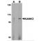 KN Motif And Ankyrin Repeat Domains 3 antibody, MBS153549, MyBioSource, Western Blot image 