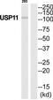 Ubiquitin Specific Peptidase 11 antibody, TA326144, Origene, Western Blot image 