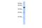 Scm Polycomb Group Protein Like 1 antibody, PA5-41124, Invitrogen Antibodies, Western Blot image 