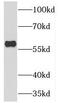 Thymocyte Expressed, Positive Selection Associated 1 antibody, FNab08602, FineTest, Western Blot image 