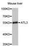 Atlastin GTPase 3 antibody, STJ26747, St John