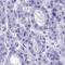 Receptor Accessory Protein 4 antibody, HPA042683, Atlas Antibodies, Immunohistochemistry paraffin image 