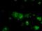Basigin (Ok Blood Group) antibody, GTX84800, GeneTex, Immunocytochemistry image 