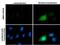Rhotekin antibody, NBP2-20239, Novus Biologicals, Immunocytochemistry image 