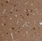 Acyl-CoA Thioesterase 7 antibody, NBP1-89279, Novus Biologicals, Immunohistochemistry frozen image 