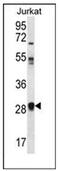 Olfactory Receptor Family 11 Subfamily L Member 1 antibody, AP53016PU-N, Origene, Western Blot image 