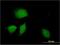 DnaJ Heat Shock Protein Family (Hsp40) Member B9 antibody, H00004189-M09, Novus Biologicals, Immunocytochemistry image 