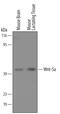 Wnt Family Member 5A antibody, AF645, R&D Systems, Western Blot image 