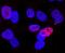 GATA Binding Protein 6 antibody, MAB1700, R&D Systems, Western Blot image 