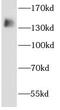 Abelson Helper Integration Site 1 antibody, FNab00229, FineTest, Western Blot image 