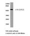 SRC Proto-Oncogene, Non-Receptor Tyrosine Kinase antibody, LS-C176213, Lifespan Biosciences, Western Blot image 