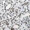 BCL2 Associated Transcription Factor 1 antibody, PA5-52320, Invitrogen Antibodies, Immunohistochemistry frozen image 