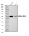 Immunity-related GTPase family M protein 1 antibody, A33515, Boster Biological Technology, Western Blot image 