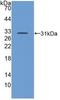 Transforming Growth Factor Beta Receptor 1 antibody, LS-C314493, Lifespan Biosciences, Western Blot image 