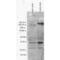 Phosphotyrosine antibody, 56494, QED Bioscience, Western Blot image 