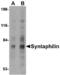 Syntaphilin antibody, MBS150160, MyBioSource, Western Blot image 