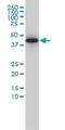 G Protein Subunit Alpha 13 antibody, H00010672-M01, Novus Biologicals, Western Blot image 