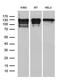 Nuclear Receptor Coactivator 7 antibody, M05814, Boster Biological Technology, Western Blot image 