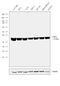 Lactate Dehydrogenase A antibody, PA5-23036, Invitrogen Antibodies, Western Blot image 