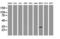 Mitochondrial Translational Initiation Factor 3 antibody, LS-C175304, Lifespan Biosciences, Western Blot image 