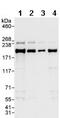 IQ Motif Containing GTPase Activating Protein 1 antibody, ab86064, Abcam, Western Blot image 