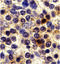 C-X3-C Motif Chemokine Receptor 1 antibody, 2201, QED Bioscience, Immunohistochemistry frozen image 