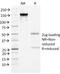 Serpin Family A Member 3 antibody, 33-604, ProSci, Immunohistochemistry paraffin image 