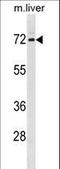 FMR1 Autosomal Homolog 1 antibody, LS-C157756, Lifespan Biosciences, Western Blot image 