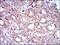 Mitochondrial Ribosomal Protein L42 antibody, NBP2-37393, Novus Biologicals, Immunohistochemistry paraffin image 