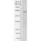 Transient Receptor Potential Cation Channel Subfamily V Member 3 antibody, 11520, QED Bioscience, Western Blot image 