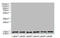 T Cell Leukemia Translocation Altered antibody, A63552-100, Epigentek, Western Blot image 