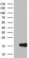 LC3A antibody, TA803408S, Origene, Western Blot image 