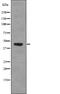 Pyruvate Dehydrogenase E1 Alpha 1 Subunit antibody, PA5-64845, Invitrogen Antibodies, Western Blot image 