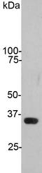 GAPDH antibody, LS-C204532, Lifespan Biosciences, Western Blot image 