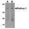 Pellino E3 Ubiquitin Protein Ligase 1 antibody, MBS153500, MyBioSource, Western Blot image 
