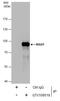 Mitotic Arrest Deficient 1 Like 1 antibody, GTX109519, GeneTex, Immunoprecipitation image 