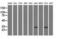 Four And A Half LIM Domains 1 antibody, NBP2-02654, Novus Biologicals, Western Blot image 