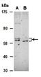 Protein Tyrosine Phosphatase Non-Receptor Type 6 antibody, orb67294, Biorbyt, Western Blot image 
