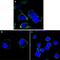 Reticulon 3 antibody, NBP1-47448, Novus Biologicals, Immunofluorescence image 