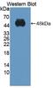 Integrin Subunit Alpha 2 antibody, MBS2027808, MyBioSource, Western Blot image 